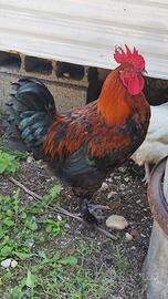 Gallo marans