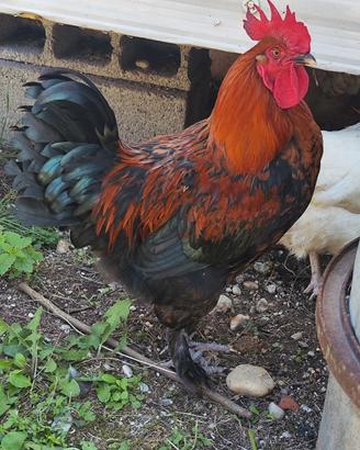 Gallo marans