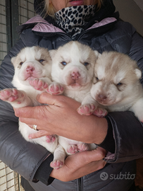 Cuccioli siberian husky