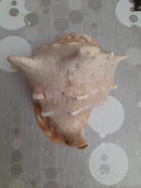 conchiglia gigante