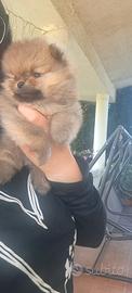 Spitz di pomerania nano