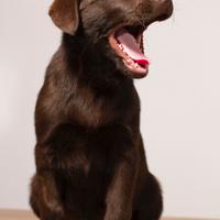 Labrador da tartufo