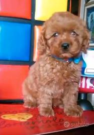 Barboncino 3 mesi maschietto