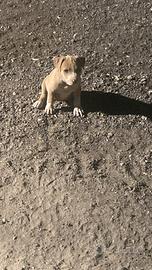 Pitbull