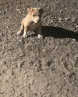Pitbull