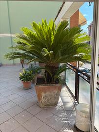 Cycas