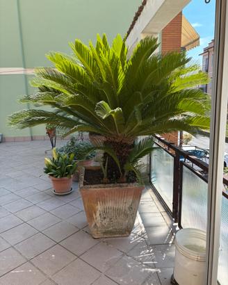 Cycas