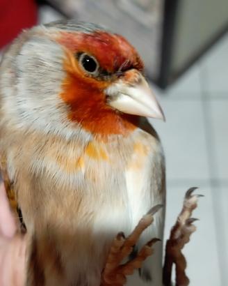 Incardellato maschio di 9 mesi