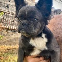 Bulldog francese
