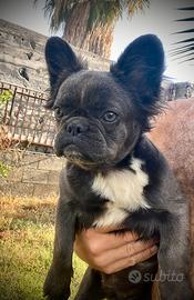 Bulldog francese