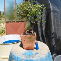 bonsai di Olmo in vaso di cotto 