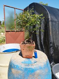 bonsai di Olmo in vaso di cotto 