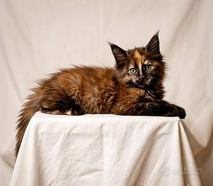 Dolcissima Maine Coon tg XXL con pedigree Anfi