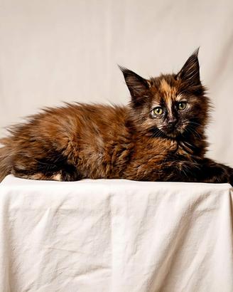 Dolcissima Maine Coon tg XXL con pedigree Anfi