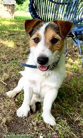 Jack russell maschio per accoppiamento