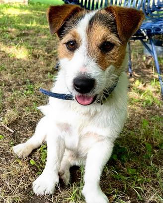 Jack russell maschio per accoppiamento