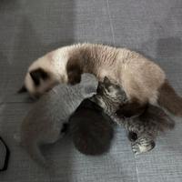 Gatti Exotic shorthair