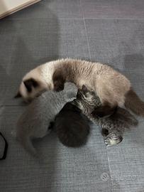 Gatti Exotic shorthair