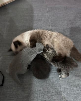 Gatti Exotic shorthair