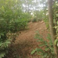 Terreno con bosco castagni - Castelli Romani, Roma