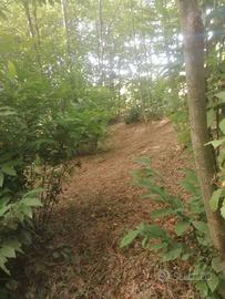 Terreno con bosco castagni - Castelli Romani, Roma