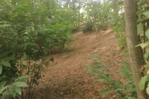 Terreno con bosco castagni - Castelli Romani, Roma