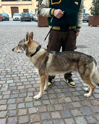 Lupo Cecoslovacco
