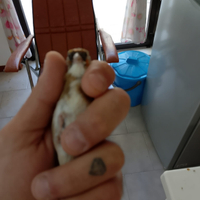 Cardellina acianica anellata 2024