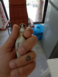 Cardellina acianica anellata 2024