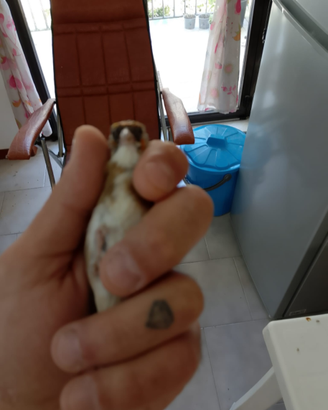 Cardellina acianica anellata 2024
