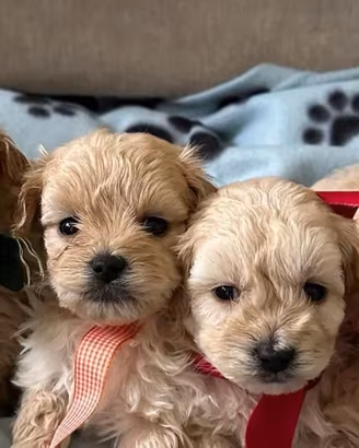 Maltipoo cuccioli