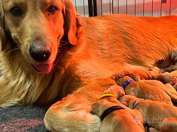 Golden Retriever AMERICANA