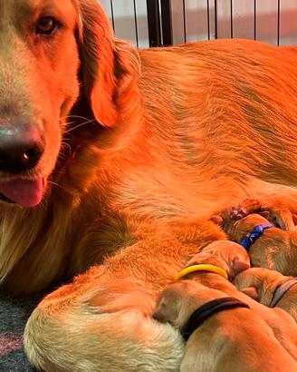 Golden Retriever AMERICANA
