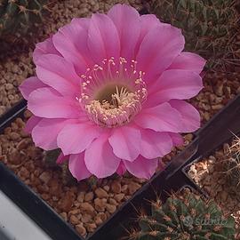 Echinopsis hybr. Schick Romance a scelta