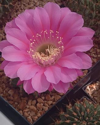 Echinopsis hybr. Schick Romance a scelta