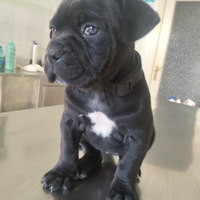 Cuccioli di cane corso