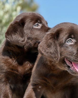 Cuccioli di labrador cioccolato con pedigree