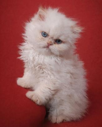 Cucciolo gatto persiano