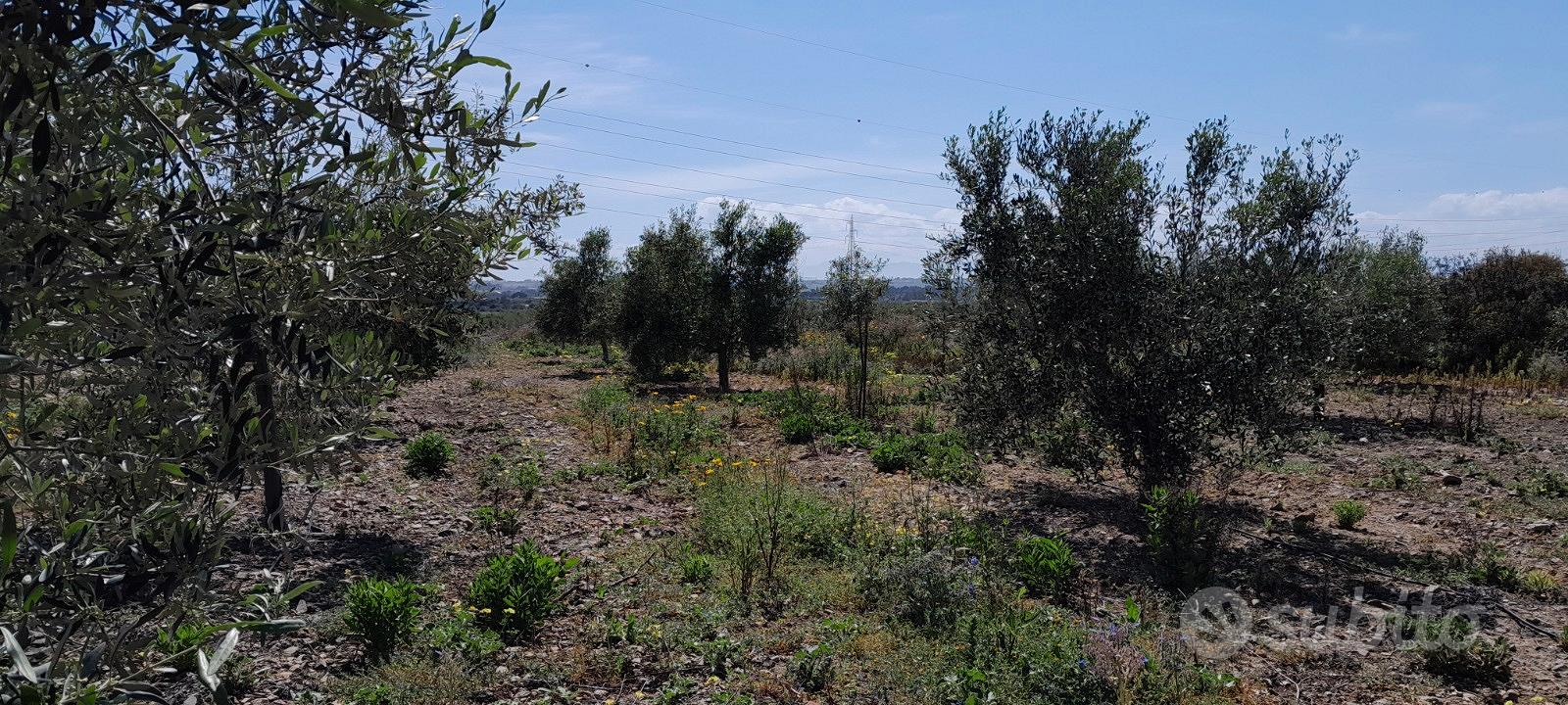 Giovane oliveto - Vista 3