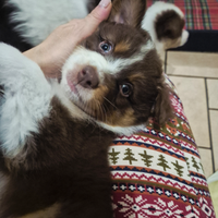 Pastore australiano - australian shepherd