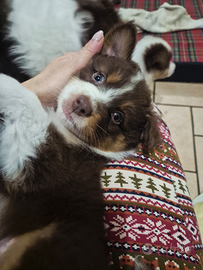 Pastore australiano - australian shepherd