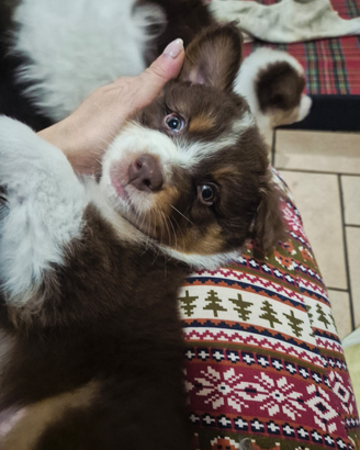 Pastore australiano - australian shepherd