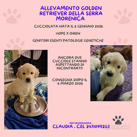 Cucciole golden retriever