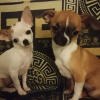 Chihuahua femminucce taglia piccola