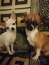 Chihuahua femminucce taglia piccola