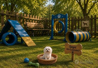 Maltese " mini toy" coreano disponibili subito