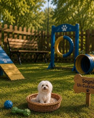 Maltese " mini toy" coreano disponibili subito
