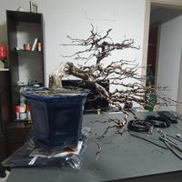 bonsai carpino bianco 