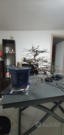 bonsai carpino bianco 