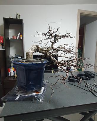 bonsai carpino bianco 